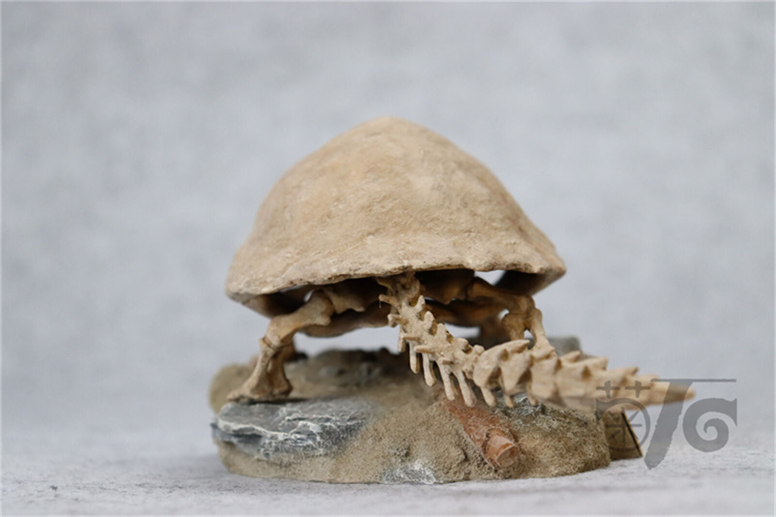 1/10 Meiolania Skeleton Model