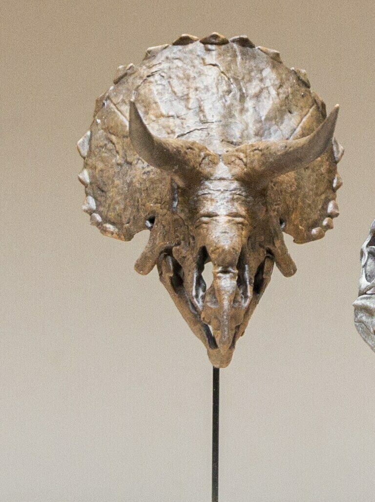 Triceratops Skull Model