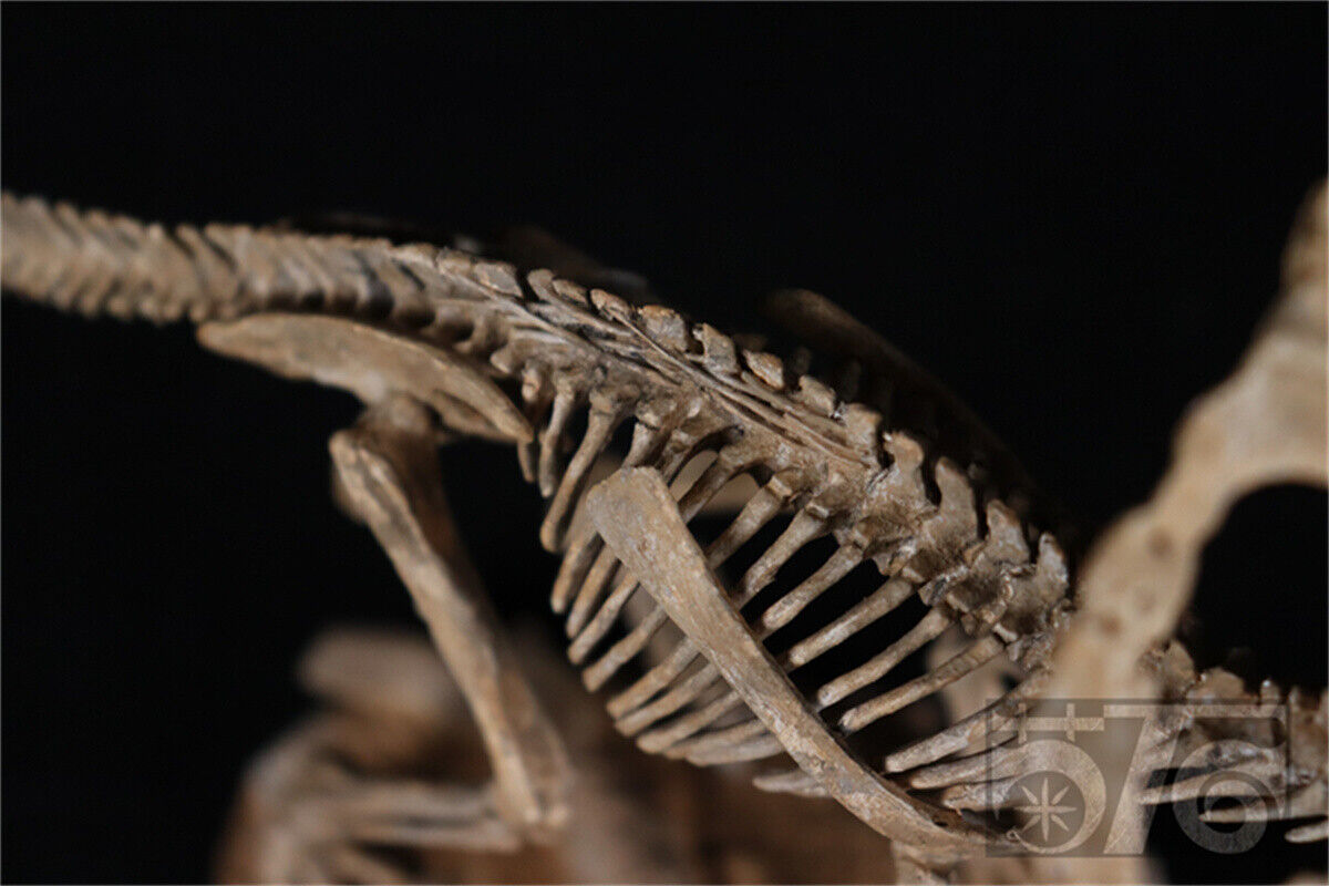 1/10 Protoceratops Skeleton Model