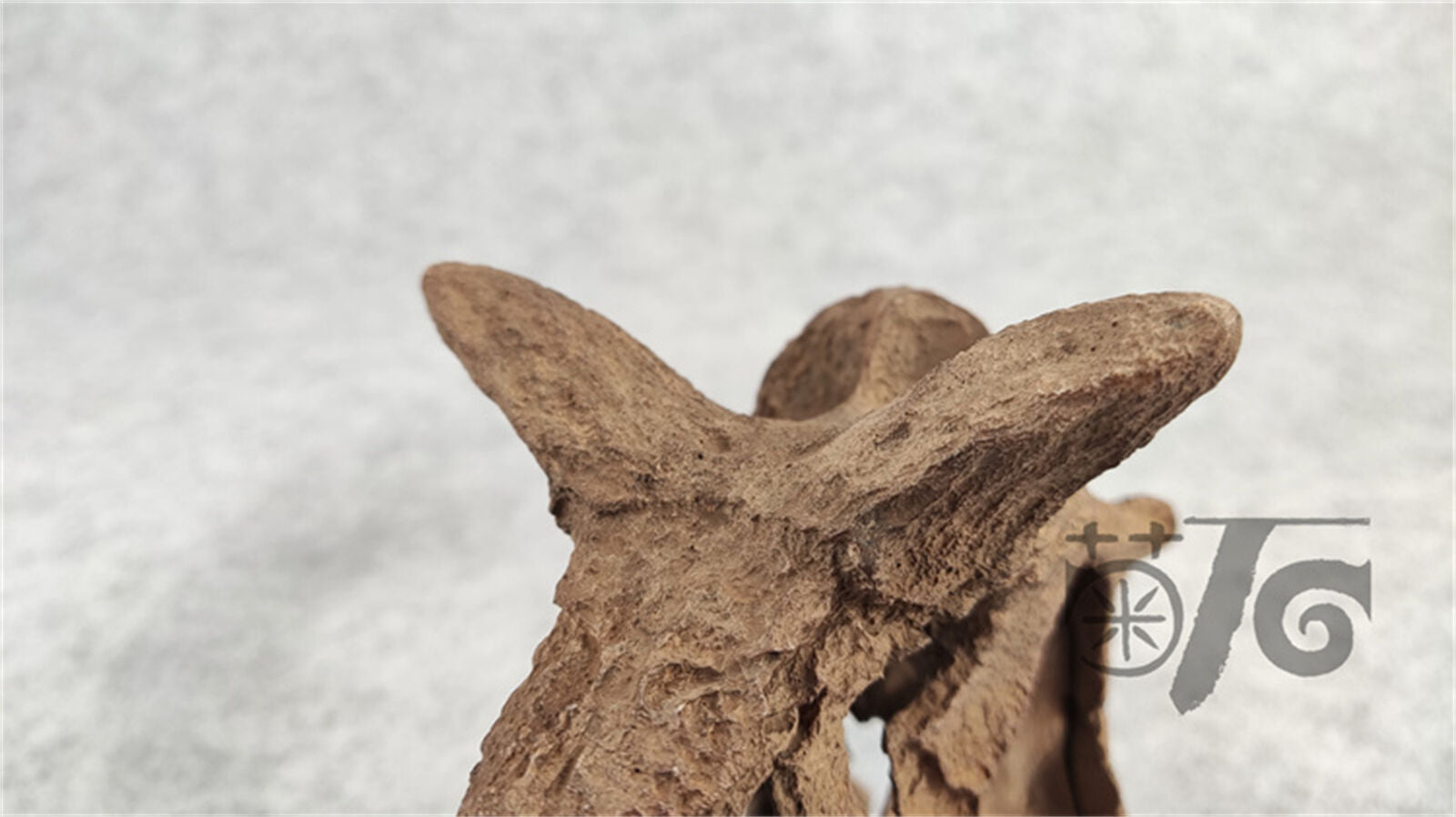 1/4 Carnotaurus Skull Skeleton Model