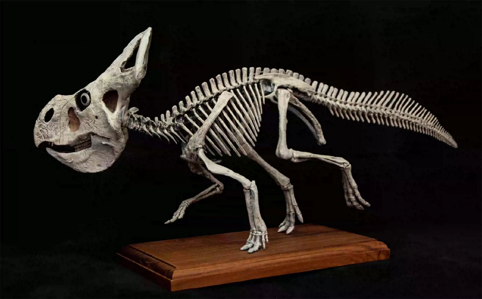 VWUVWU 1/4 Protoceratops Skeleton Model