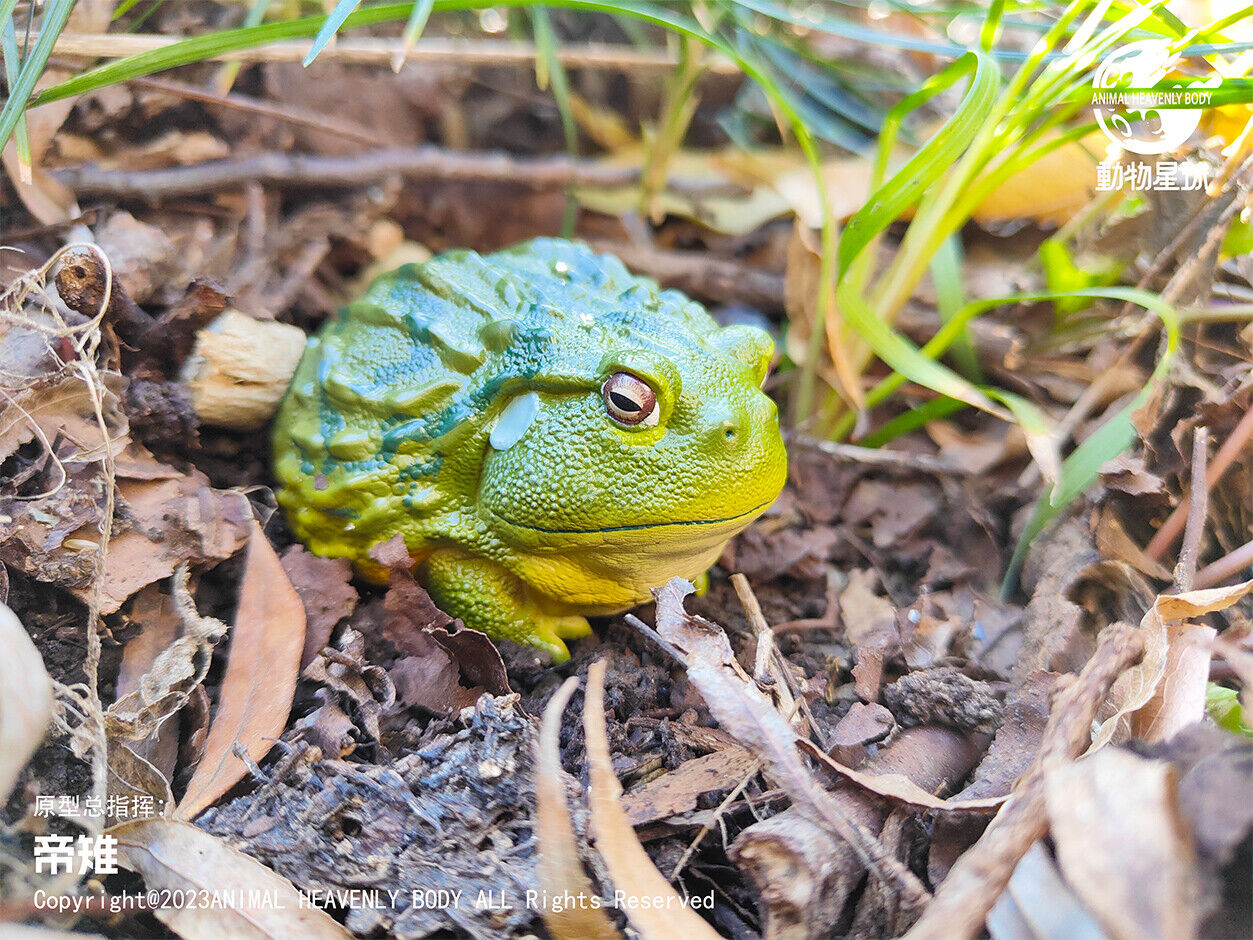Animal Planet 13 Frog Blind Box Model