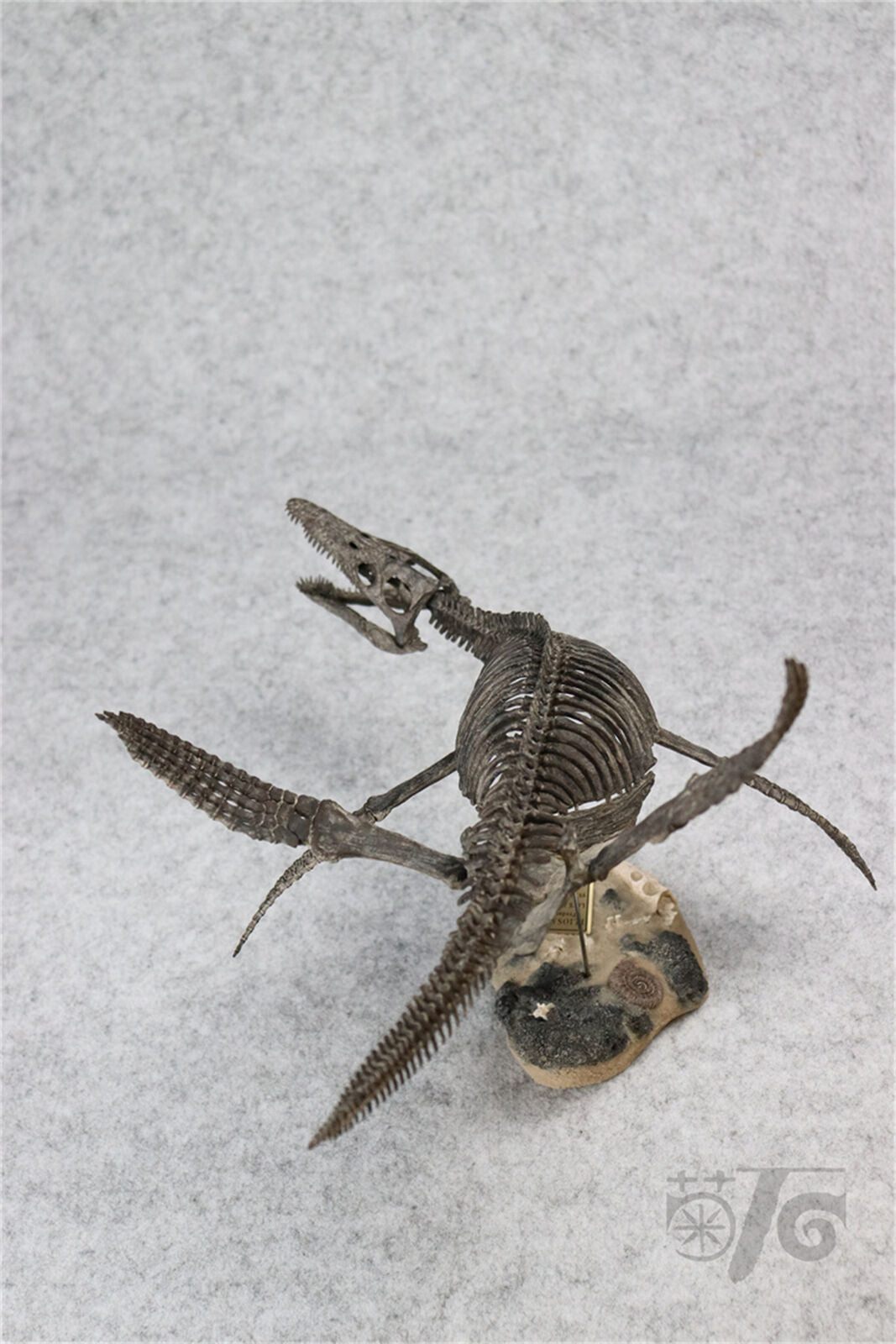 1/20 Pliosaurus Skeleton Model
