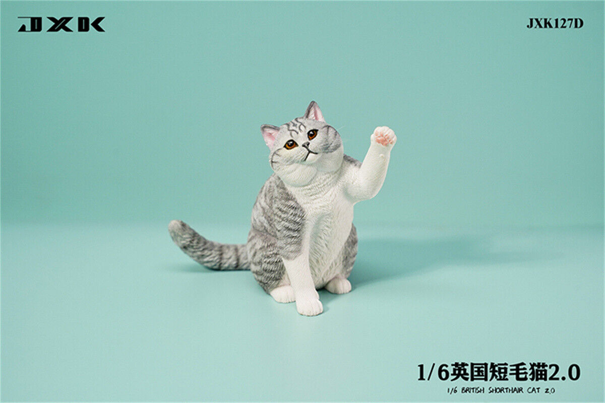 JXK 1/6 British Shorthair 2.0 Model