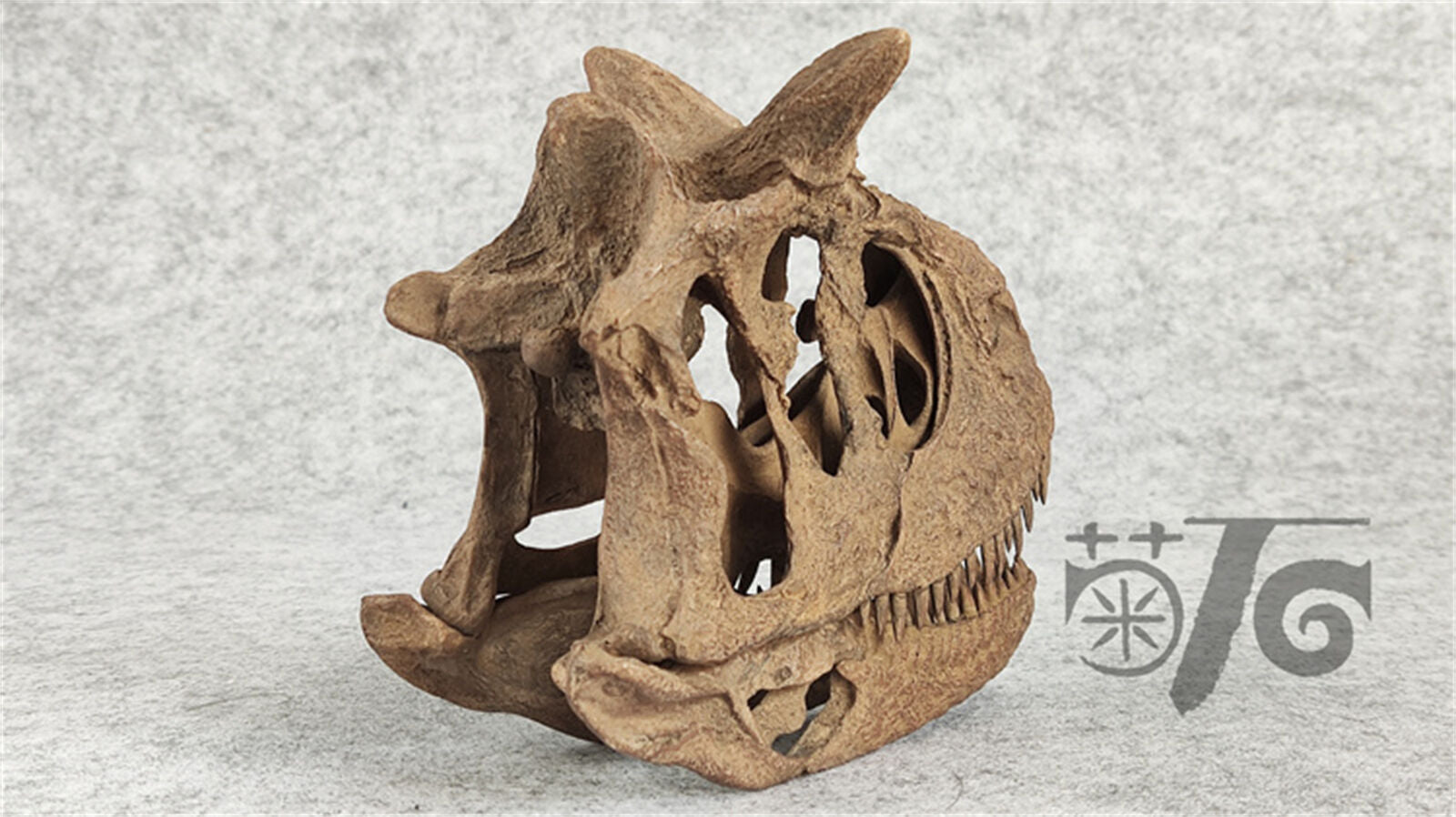 1/4 Carnotaurus Skull Skeleton Model