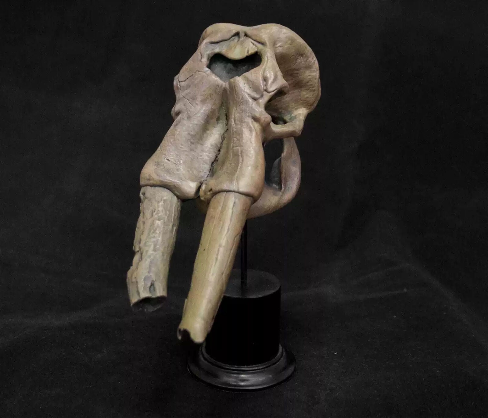 VWUVWU 1/20 Huanghe Flumen Stegodon Skull Model