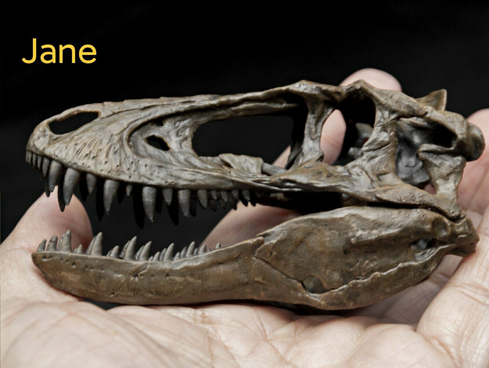 Tyrannosaurus Skull Model