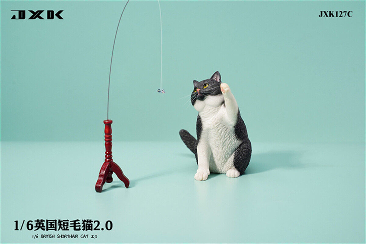 JXK 1/6 British Shorthair 2.0 Model