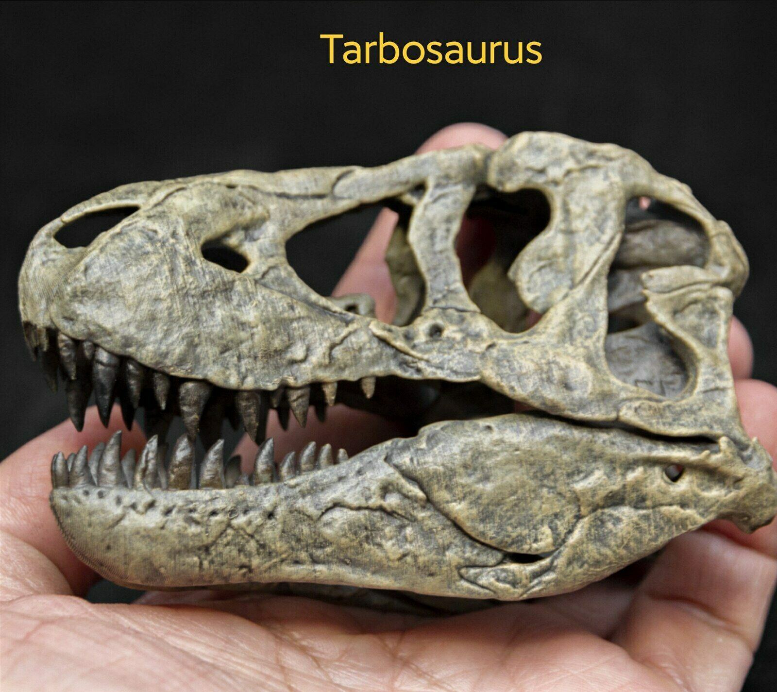 Tyrannosaurus Skull Model