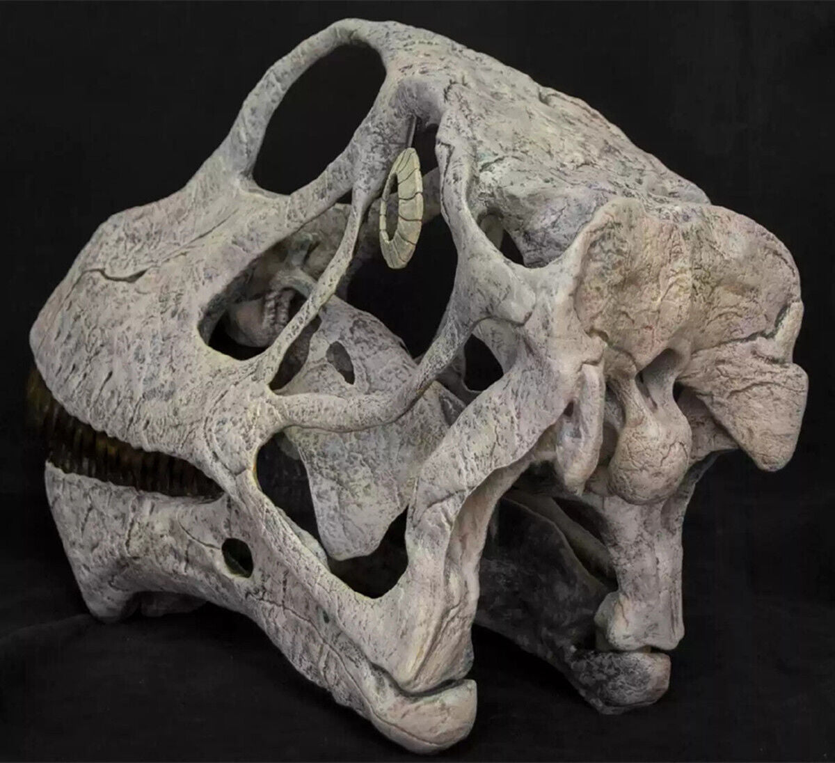 VWUVWU 1/1 Mamenchisaurus youngi Skull Model