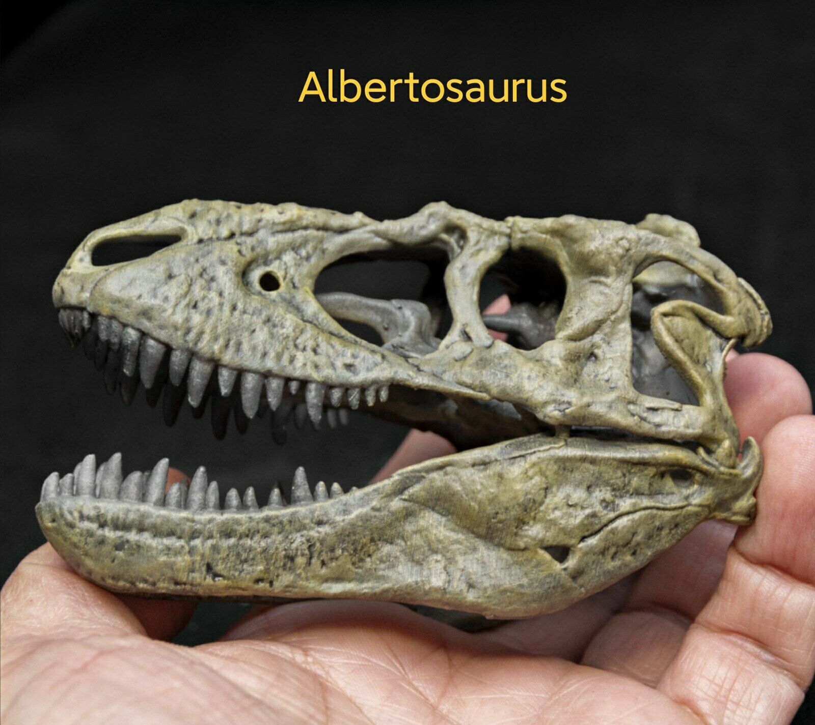 Tyrannosaurus Skull Model