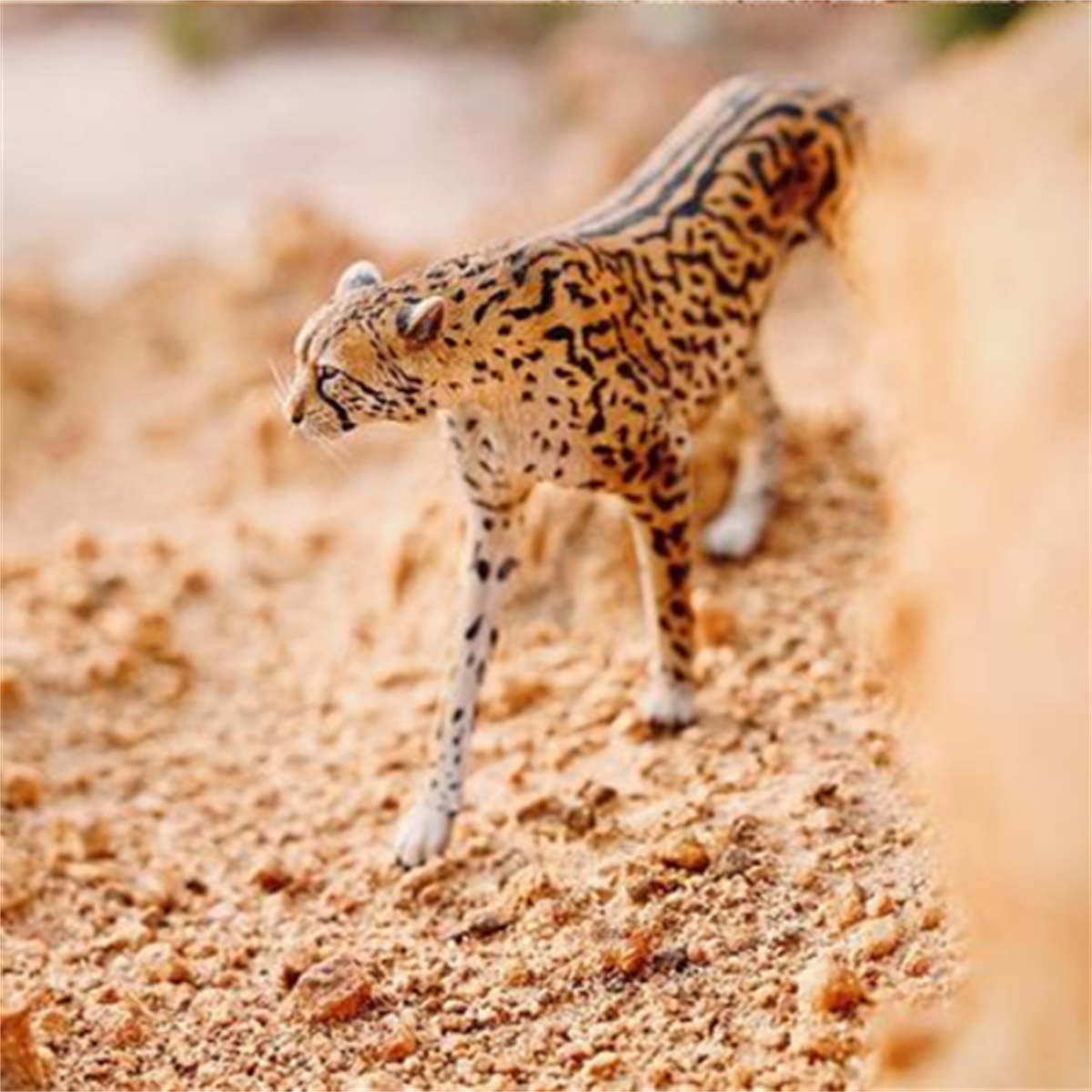 JXK 1/6 Acinonyx jubatus King Cheetha Model