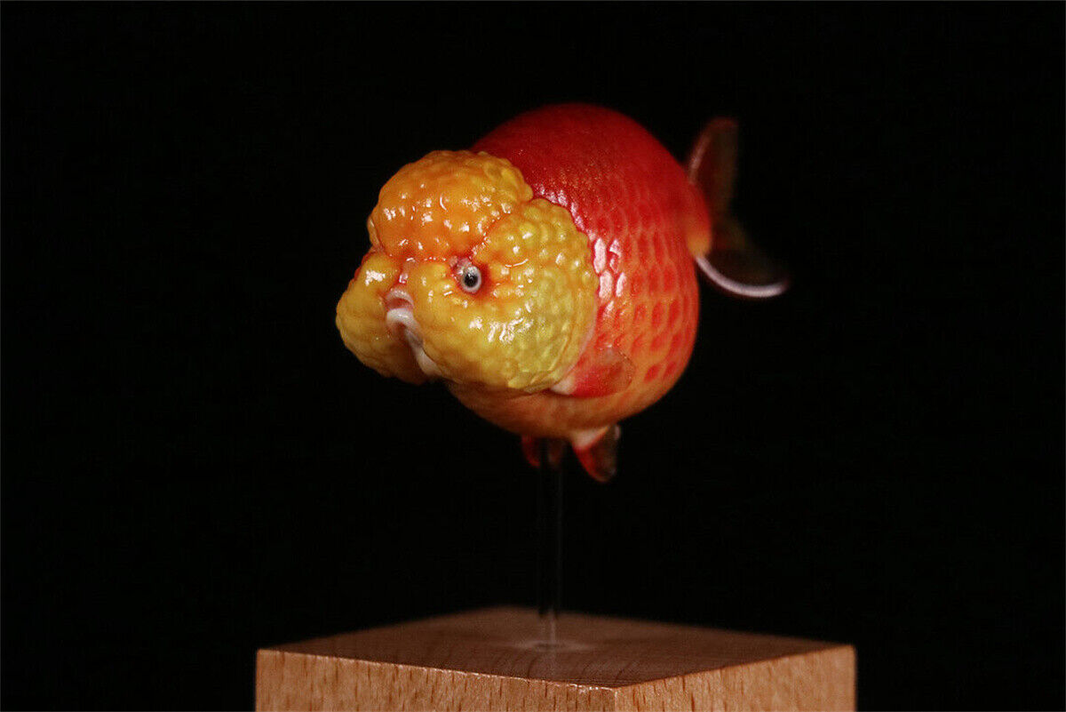 Lanshou Goldfish Model