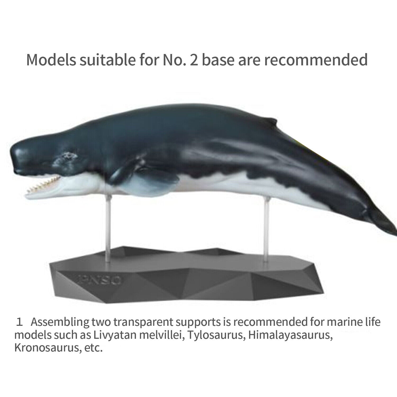 PNSO Transparent Auxiliary Support Base Model