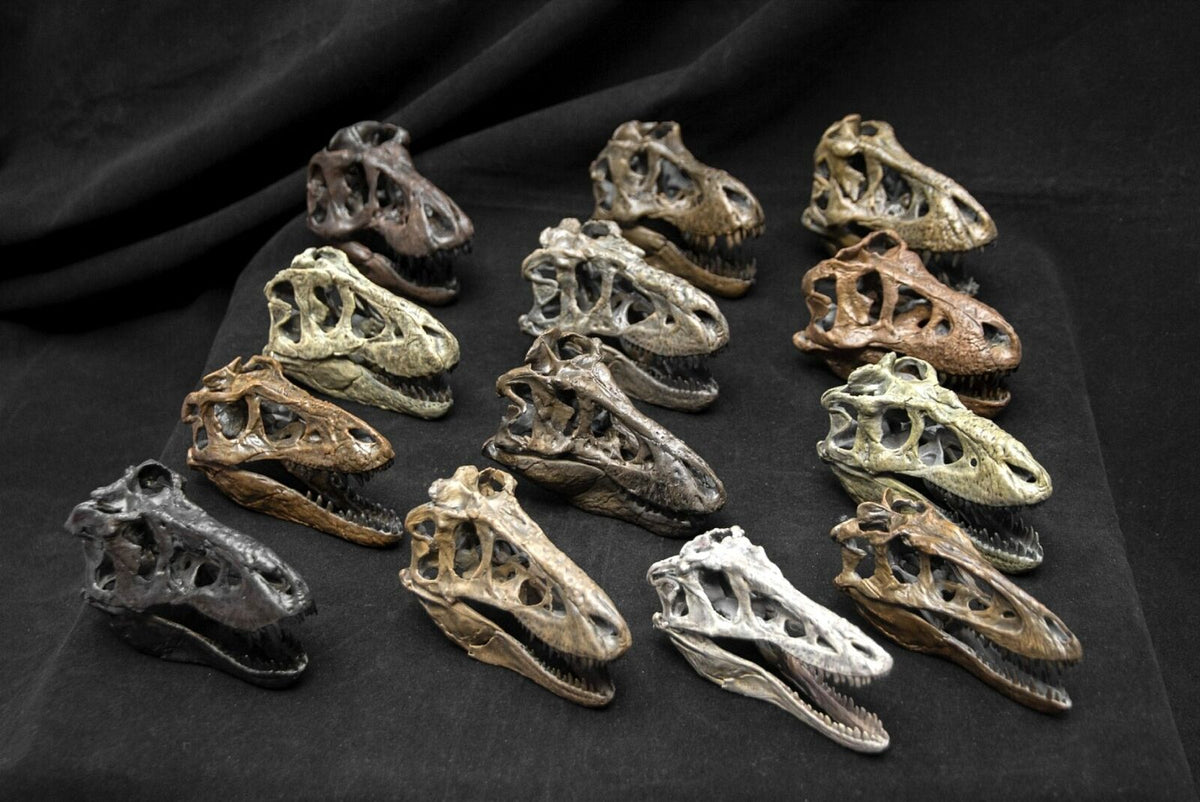 Tyrannosaurus Skull Model ティラノサウルス Amazon.com: WLNTDOLA Tyrannosaurus Trix Skull Model Resin