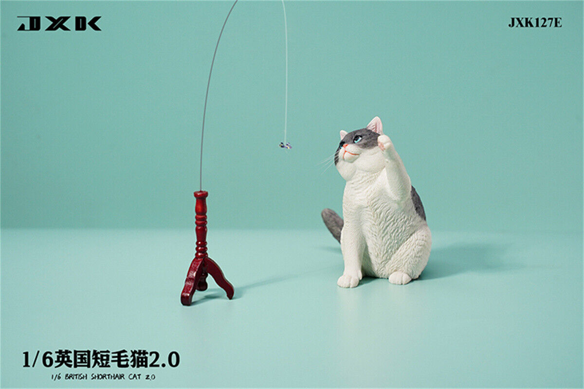 JXK 1/6 British Shorthair 2.0 Model