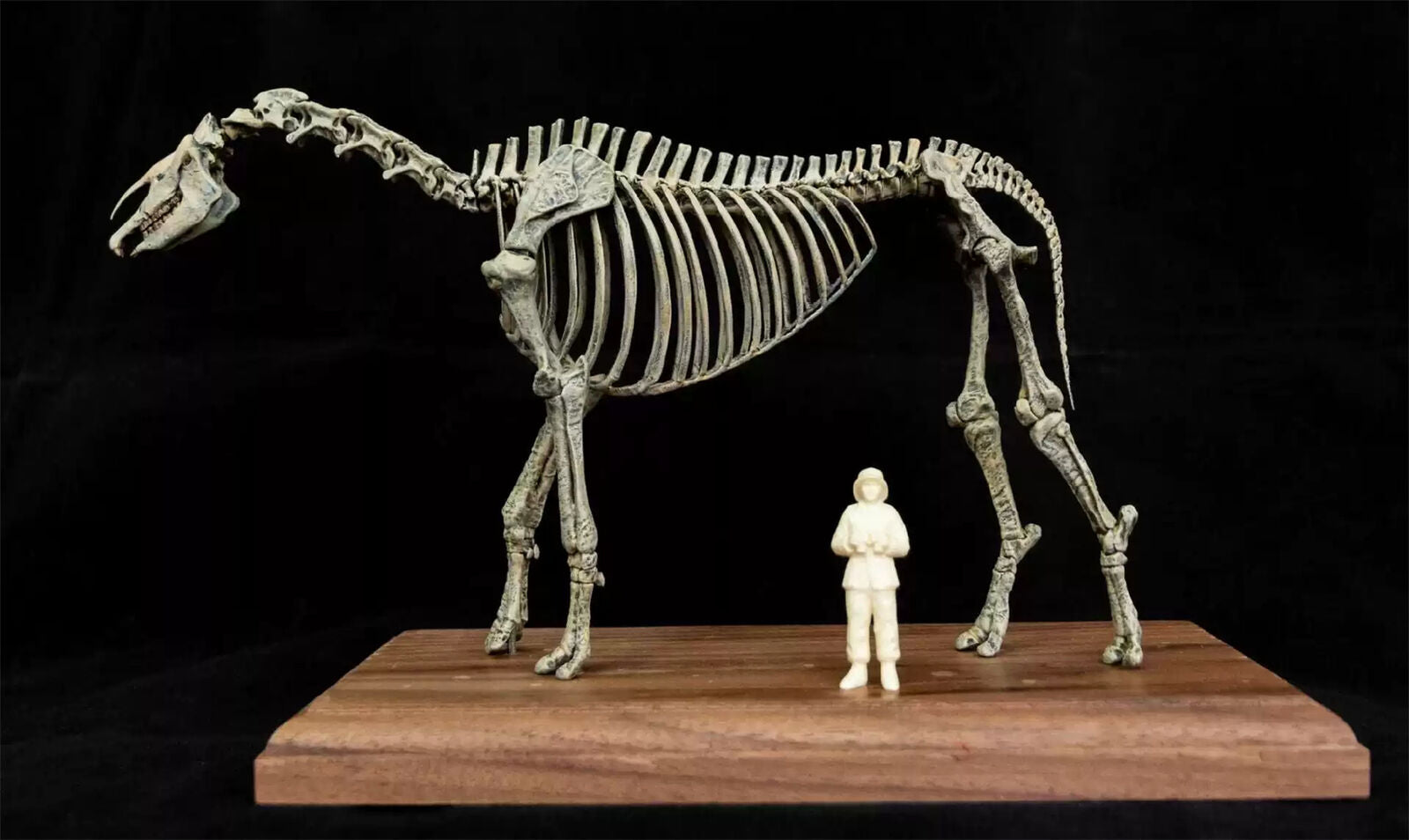 VWUVWU 1/35 Paraceratherium lepidum Skeleton Model