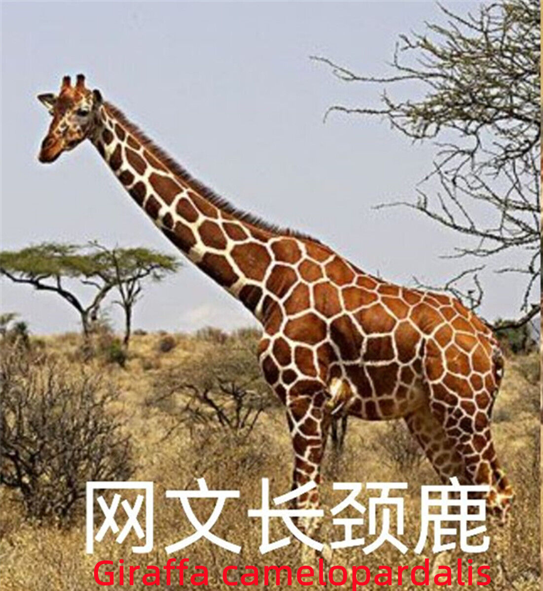 WANSHOU Studio The Giraffe Family Scene Statue