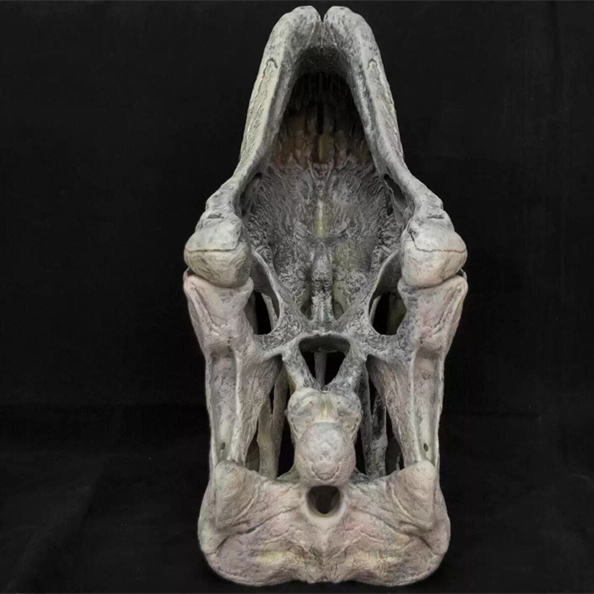 VWUVWU 1/1 Mamenchisaurus youngi Skull Model