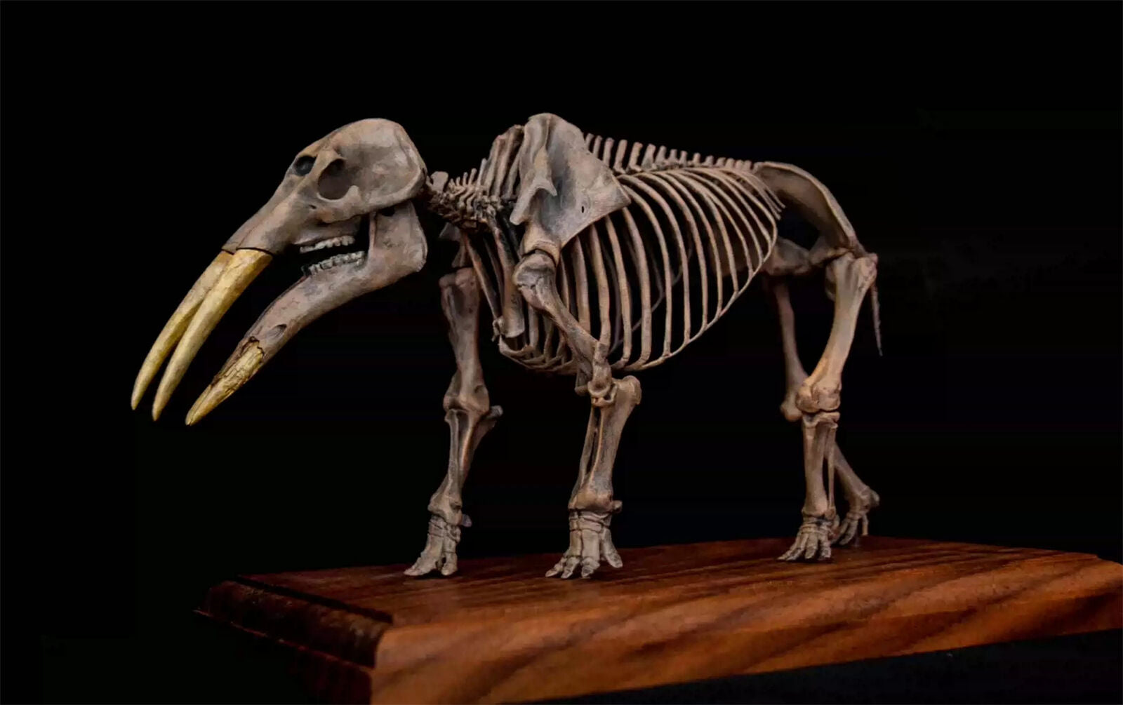 VWUVWU 1/20 Gomphotherium Skeleton Model