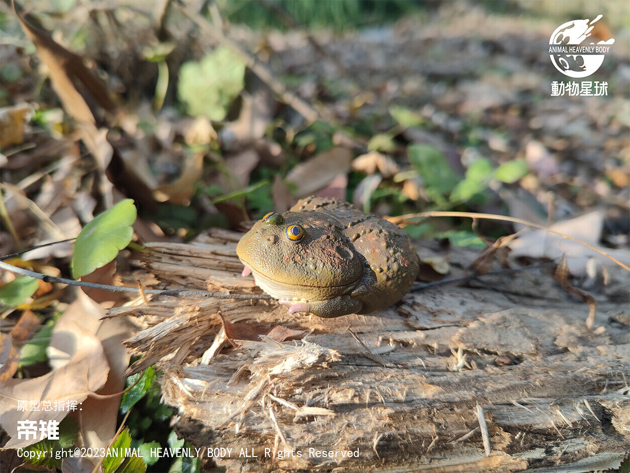 Animal Planet 13 Frog Blind Box Model