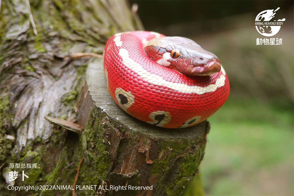 Animal Planet 09 Snake 2.0 Blind Box Model