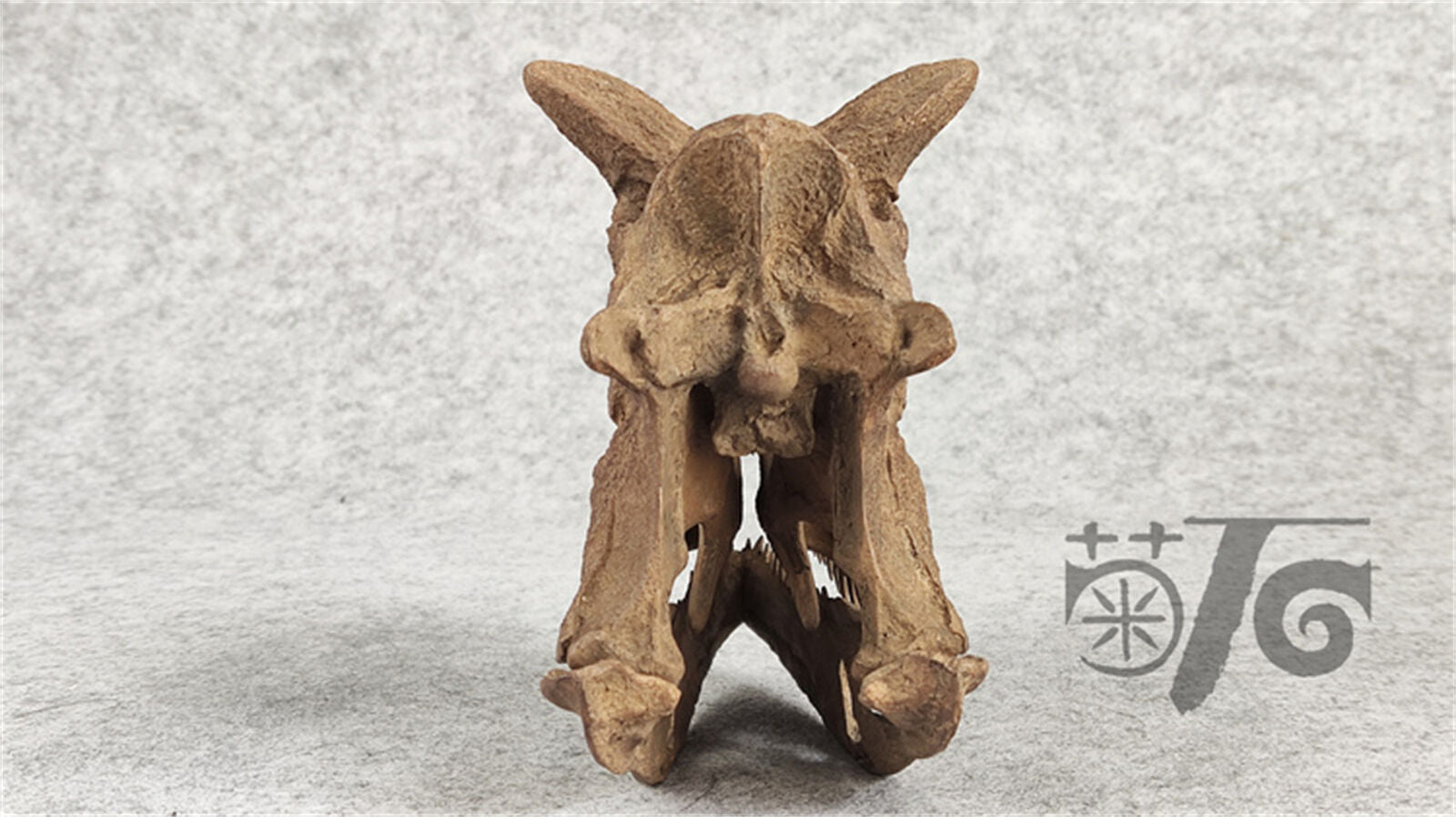 1/4 Carnotaurus Skull Skeleton Model