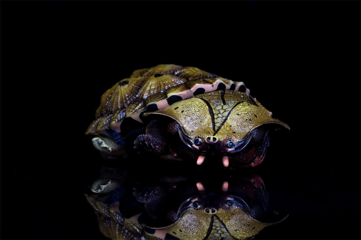 Animal Planet 08 Turtle Blind Box Model