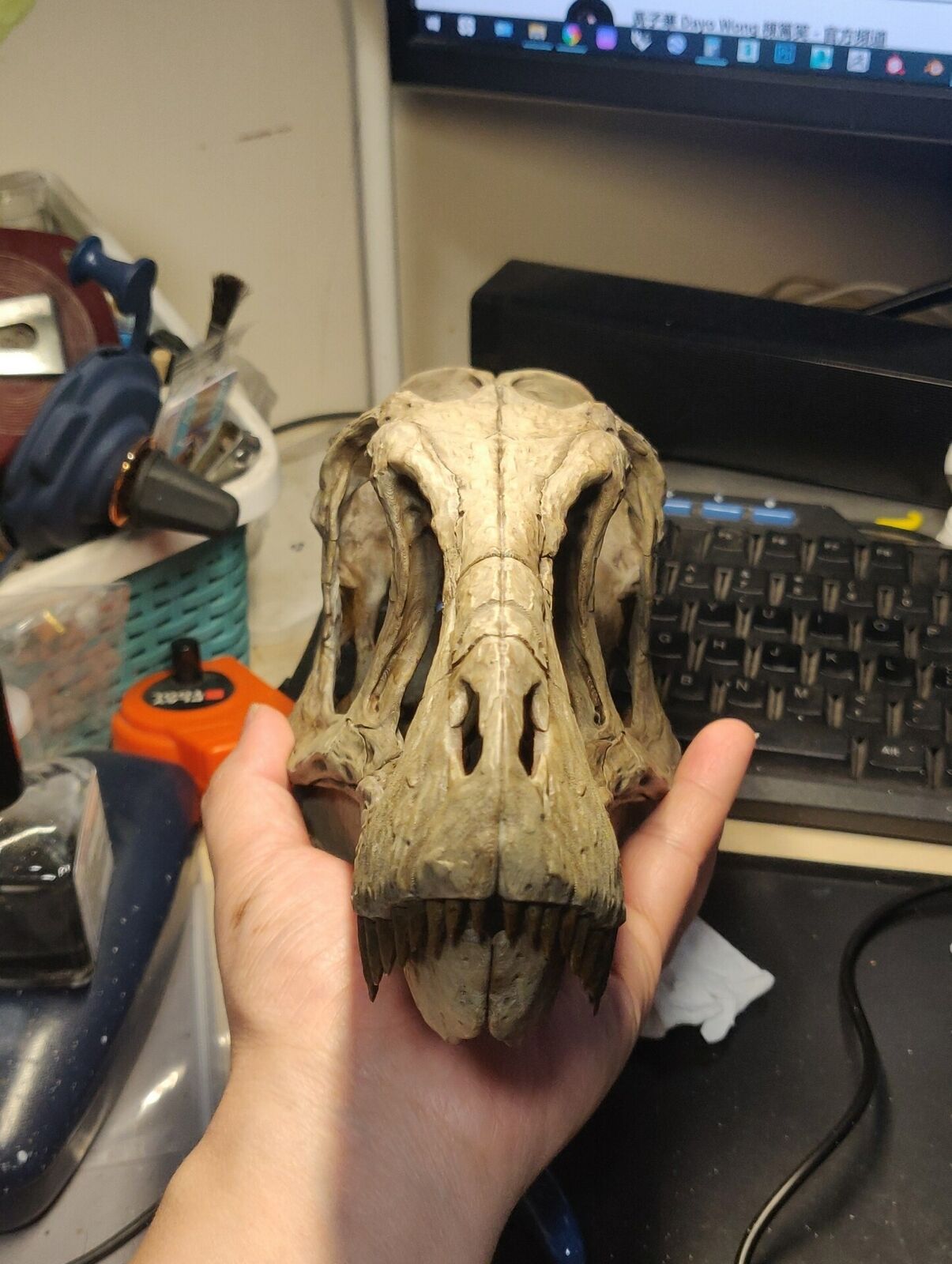 1/1 T-Rex Skull Model