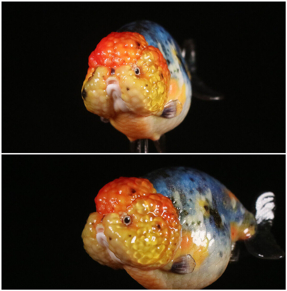 Lanshou Goldfish Model