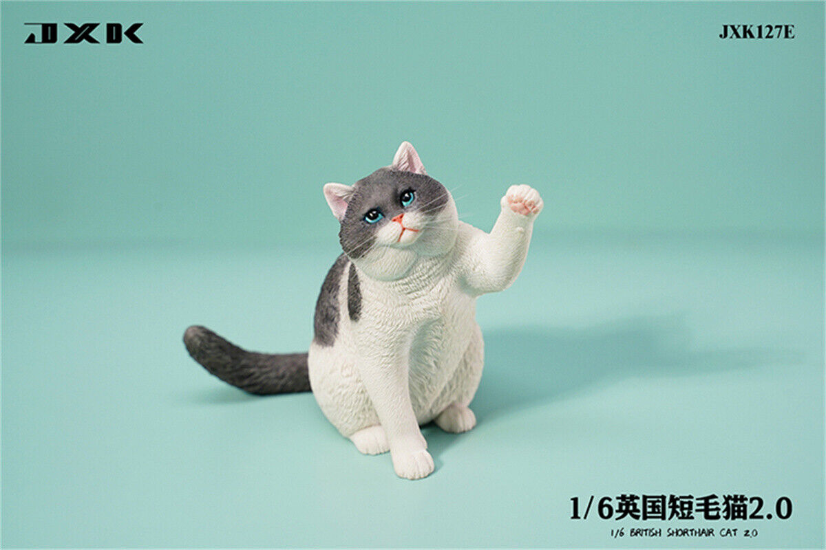 JXK 1/6 British Shorthair 2.0 Model