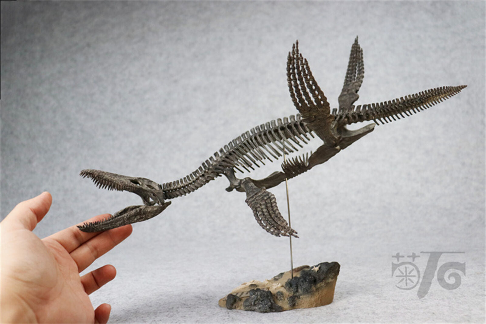 1/20 Pliosaurus Skeleton Model