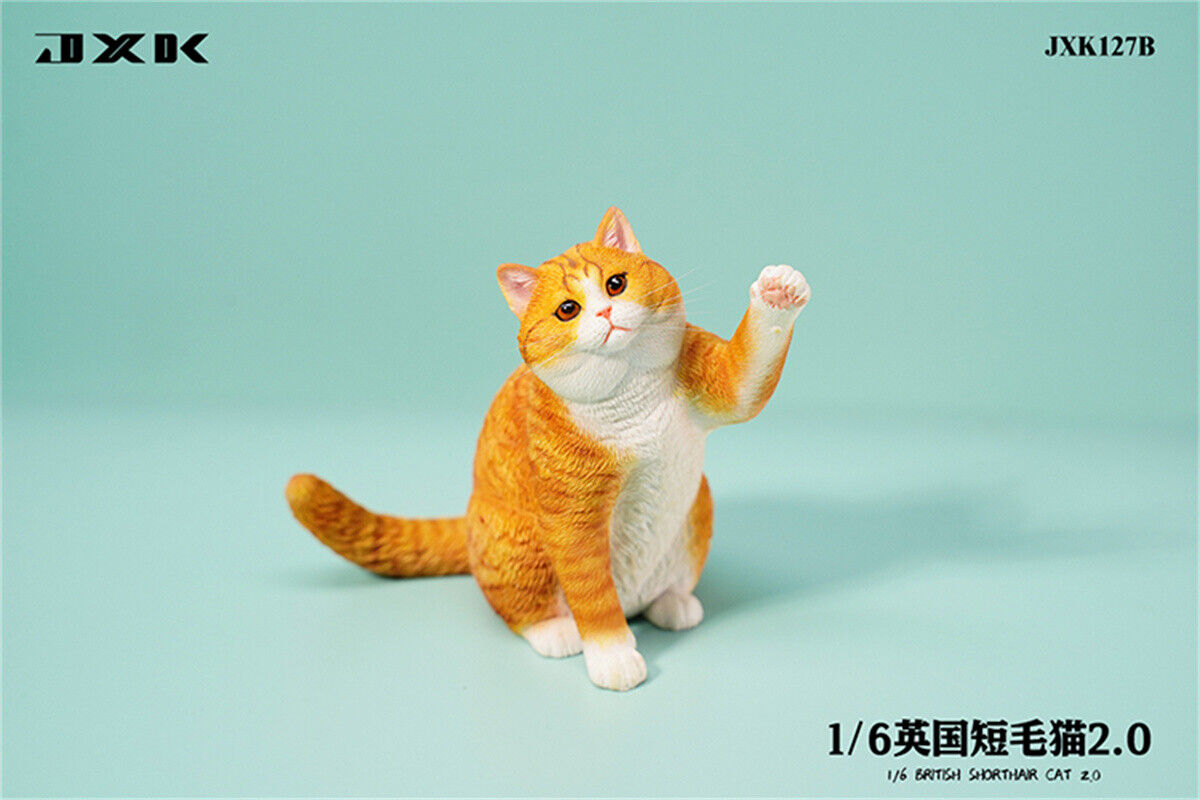 JXK 1/6 British Shorthair 2.0 Model