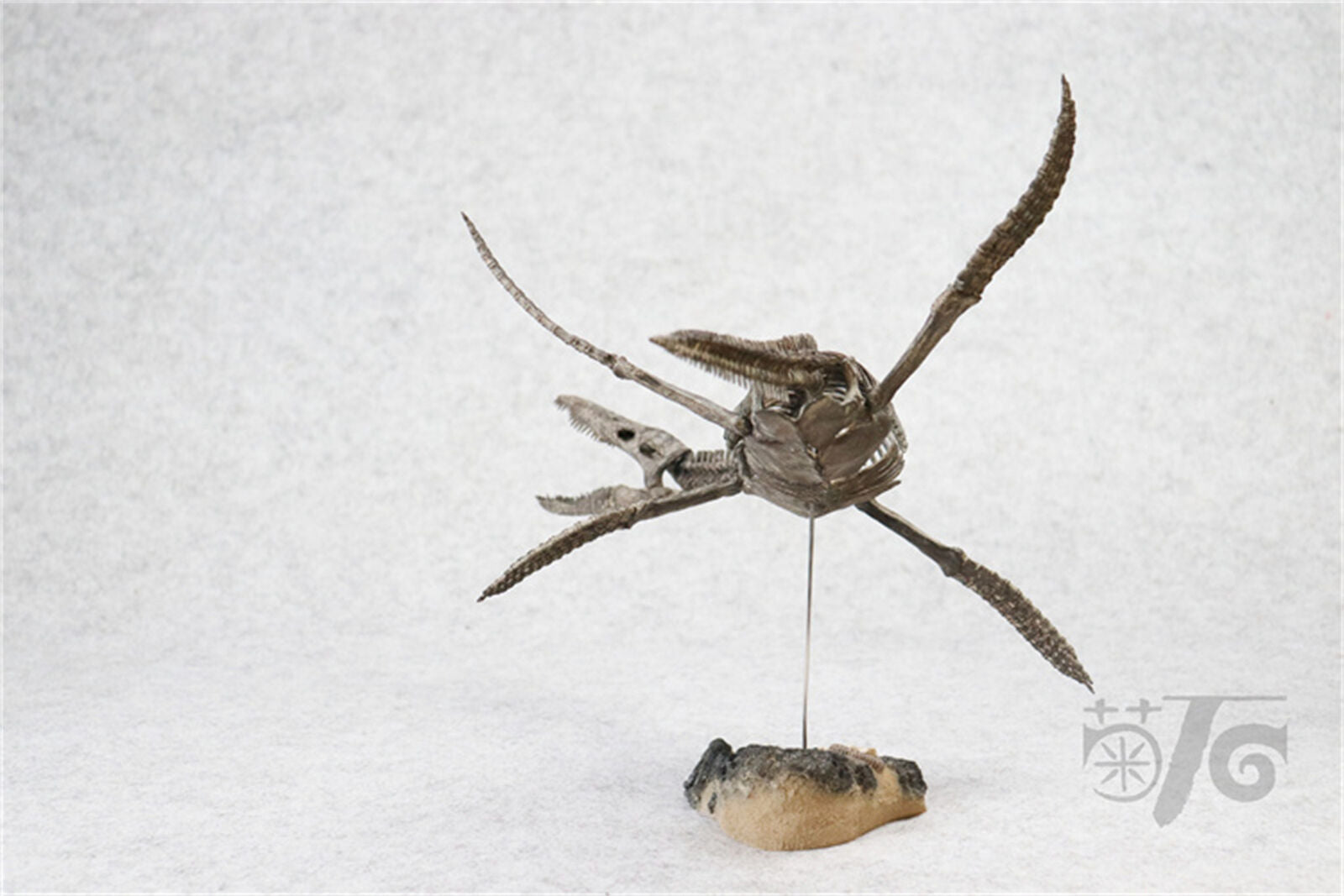 1/20 Pliosaurus Skeleton Model