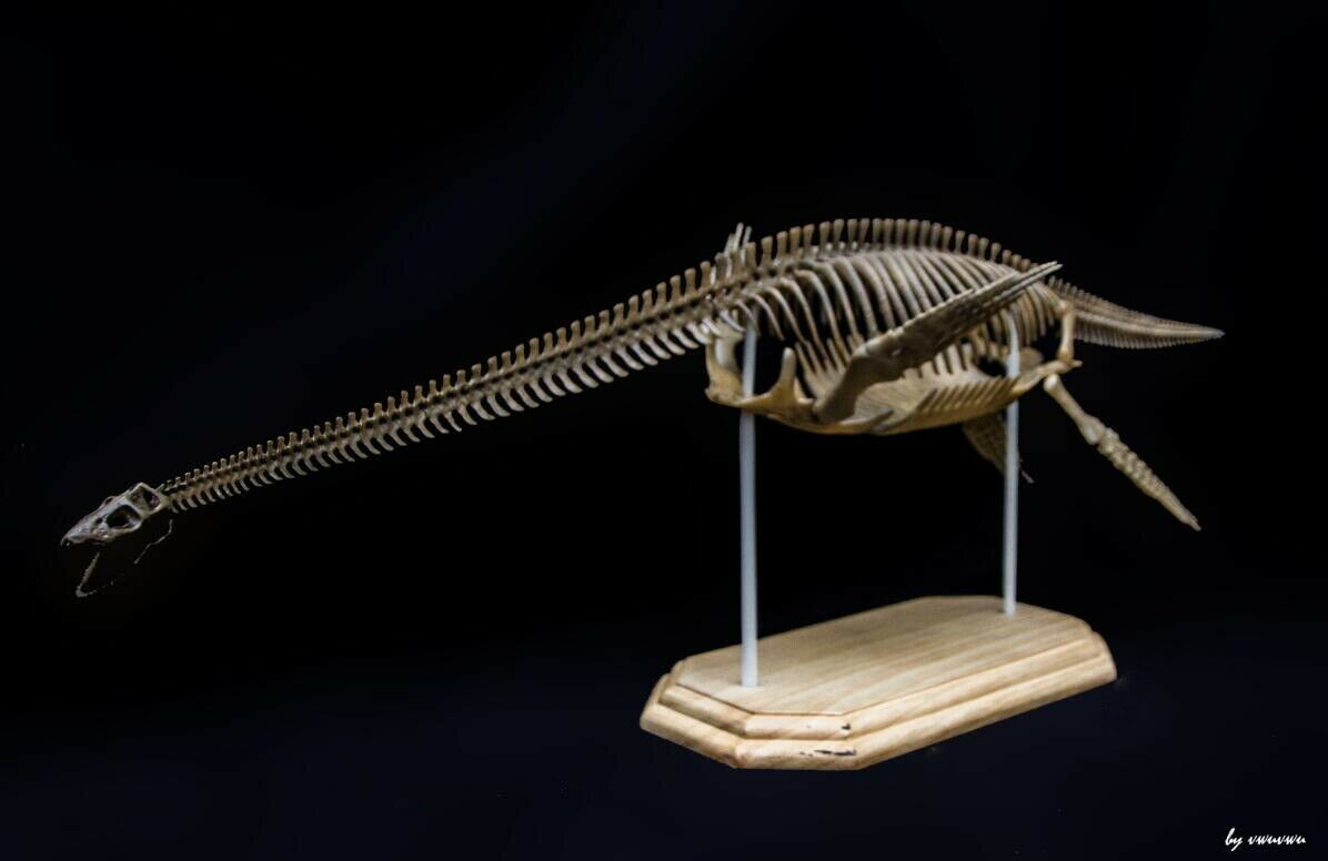1/10 Muraenosaurus Skeleton Model