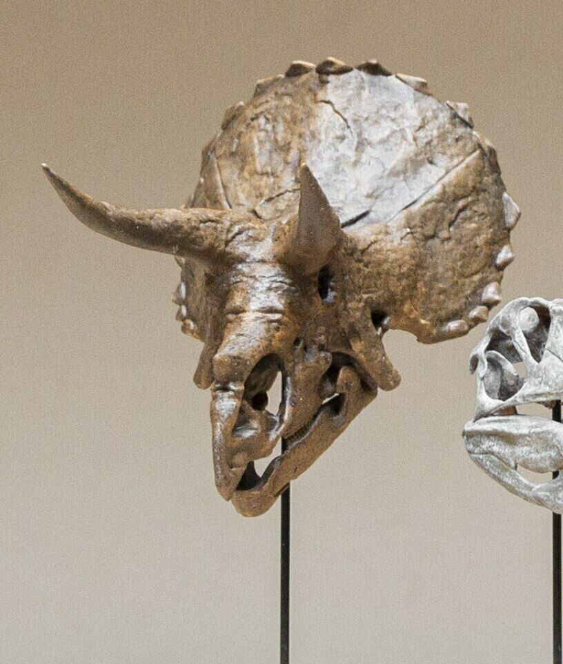 Triceratops Skull Model