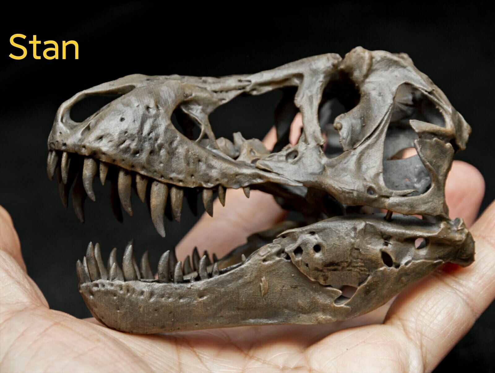 Tyrannosaurus Skull Model