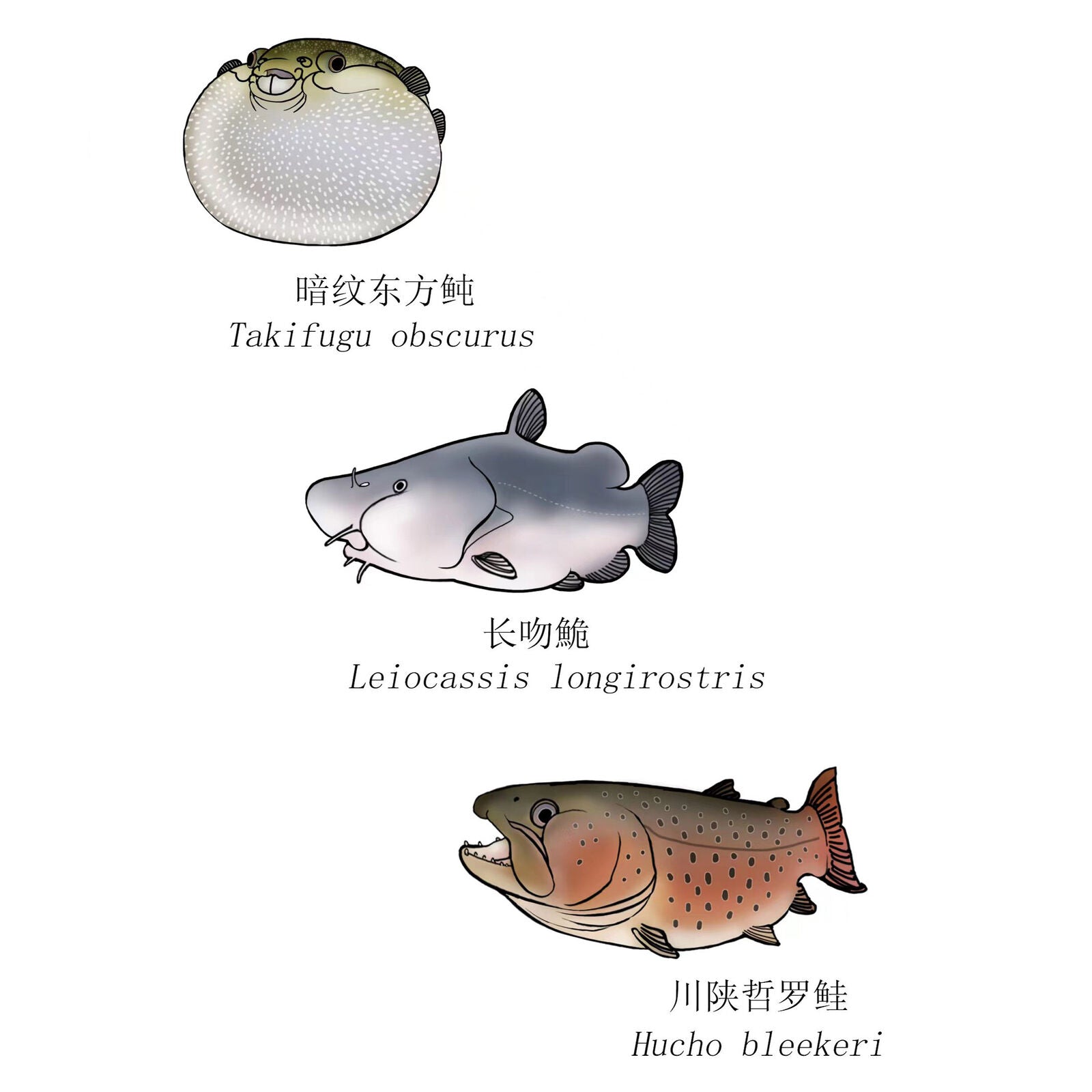 Animal Planet Trésors chinois 3 Modèle animal en voie de disparition