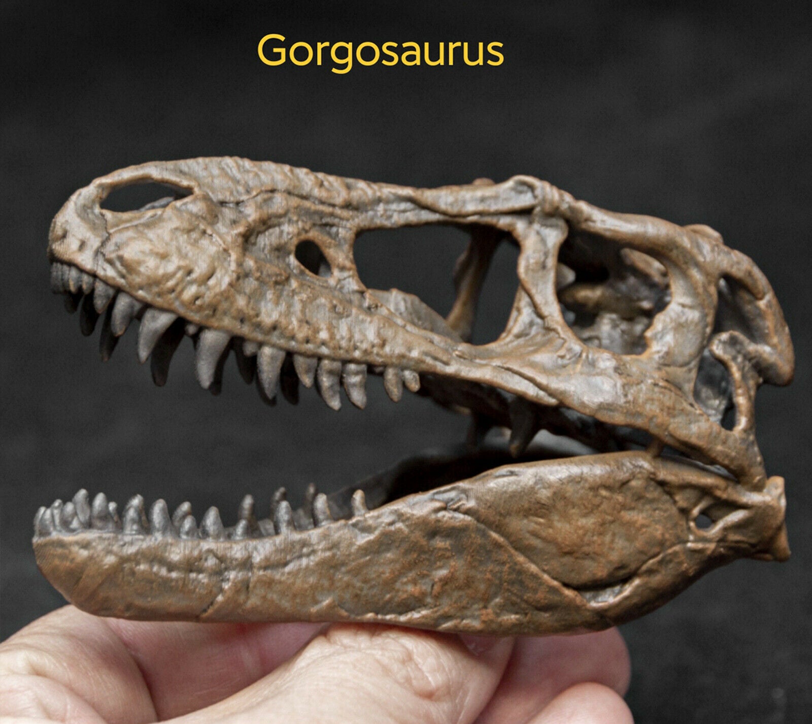 Tyrannosaurus Skull Model