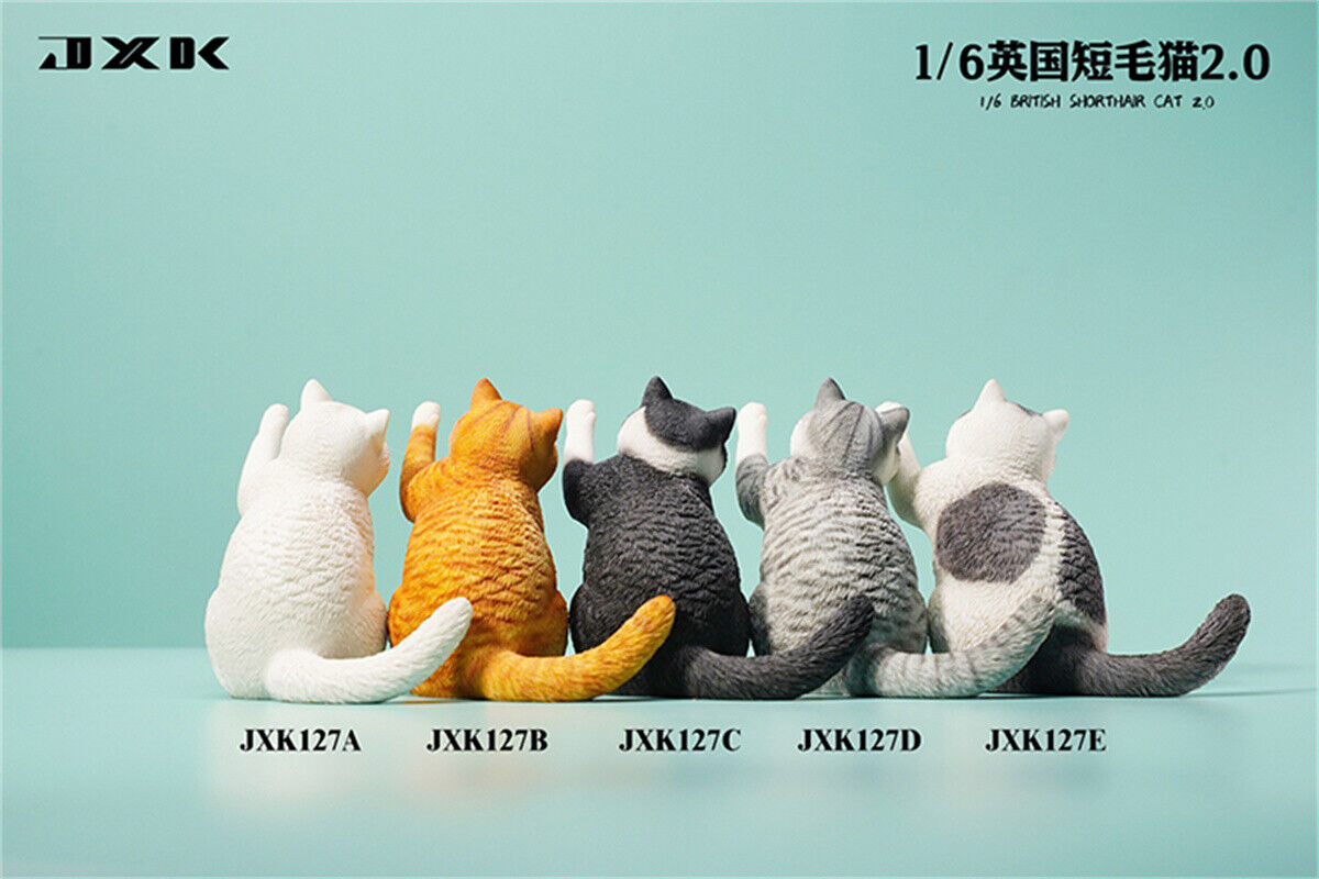 JXK 1/6 British Shorthair 2.0 Model