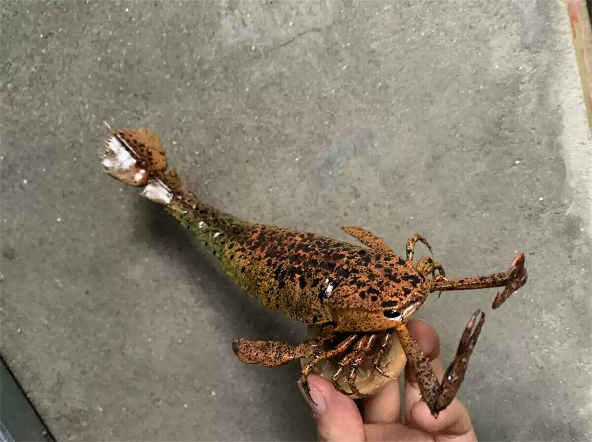 Rheic 1/35 Jaekelopterus rhenaniae Model