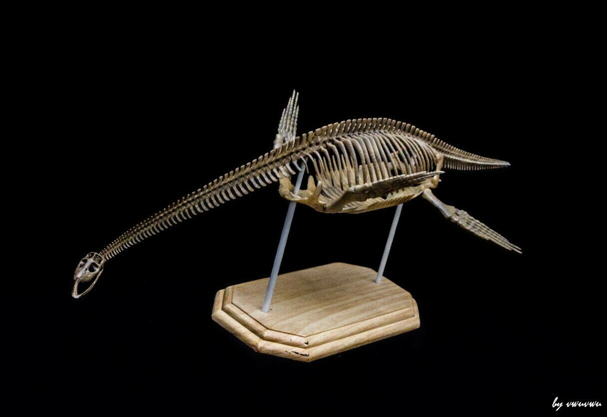 1/10 Muraenosaurus Skeleton Model