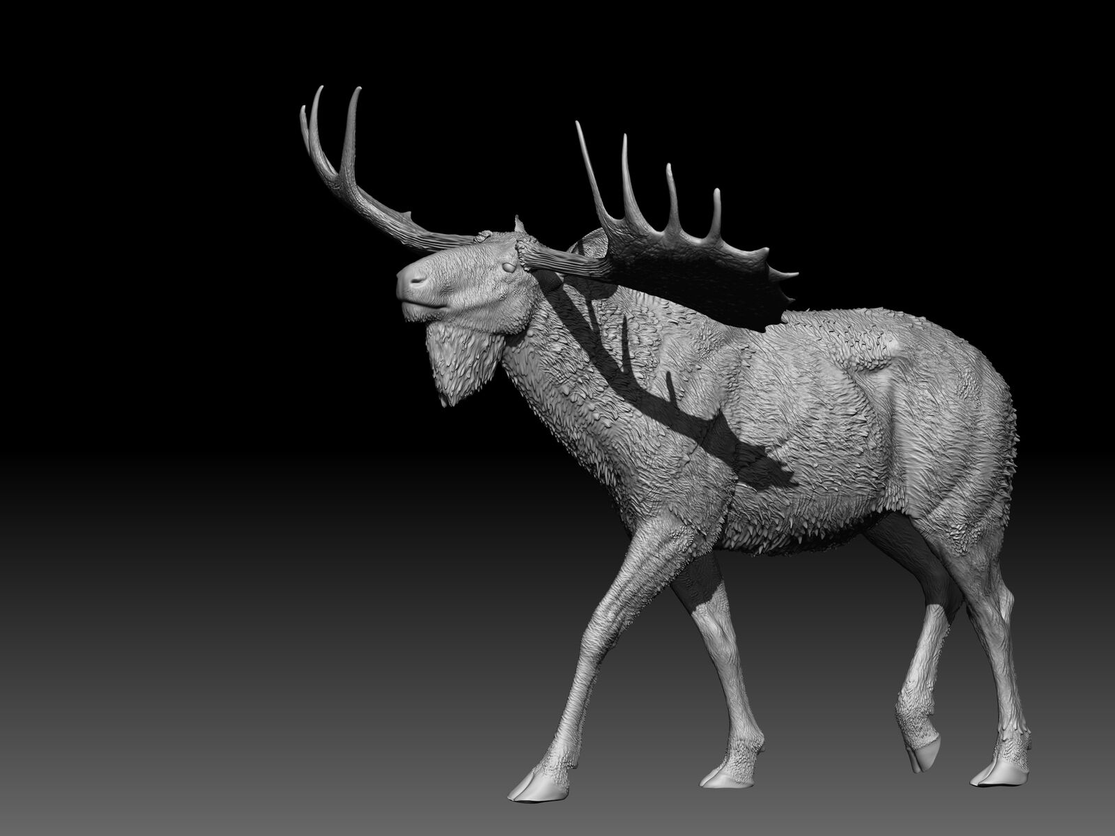Cervalces latifrons Model