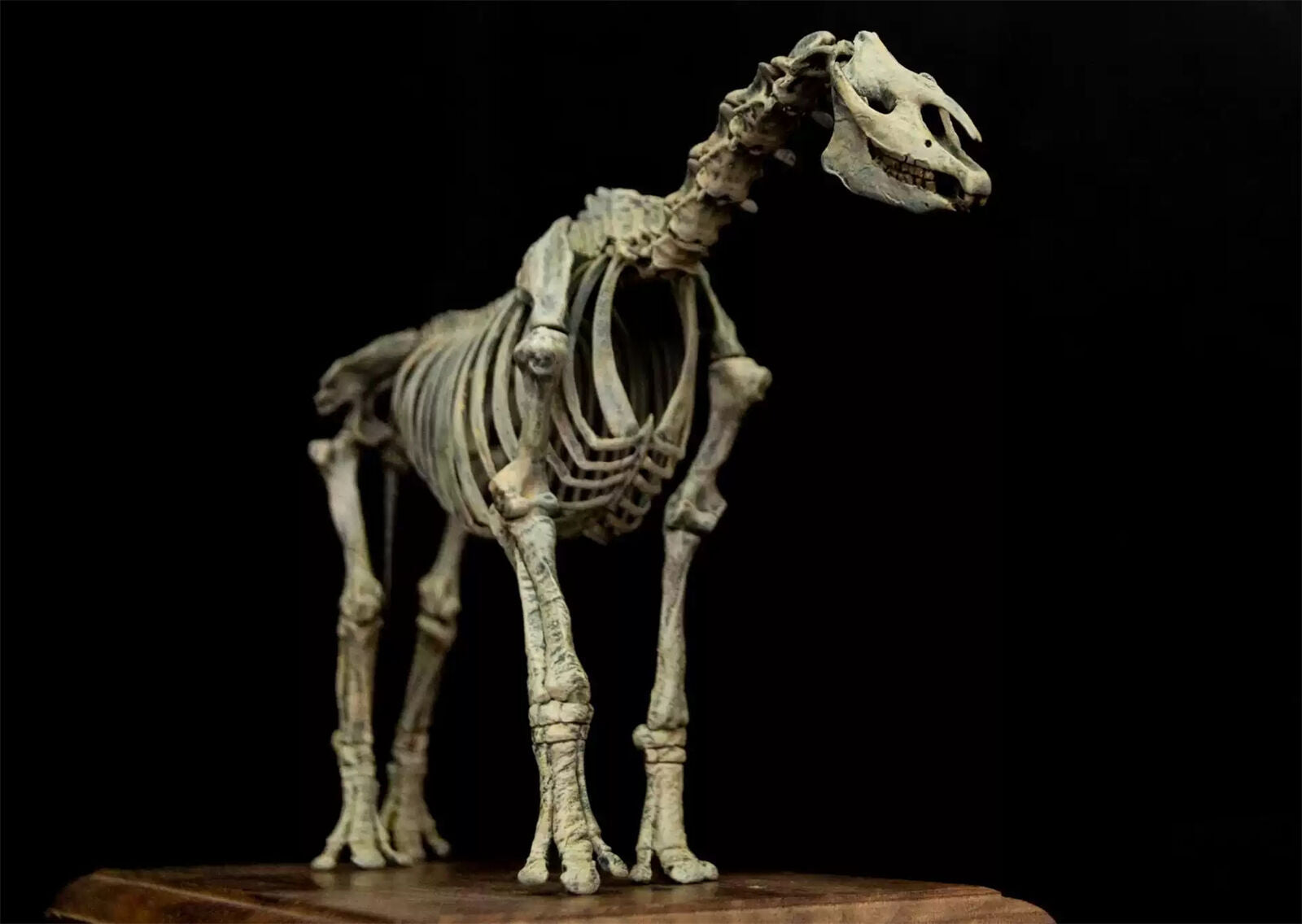 VWUVWU 1/35 Paraceratherium lepidum Skeleton Model