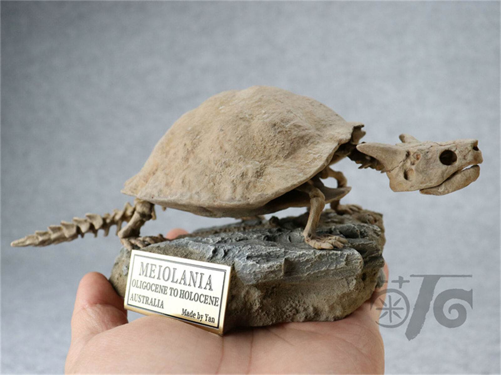 1/10 Meiolania Skeleton Model