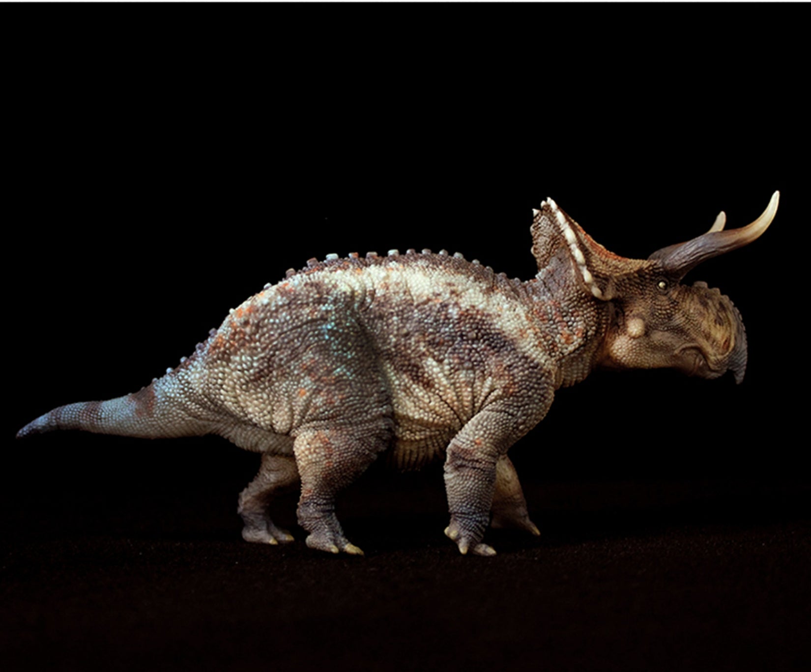 GRTOYS 1:35 Scale Nasutoceratops titusi Model