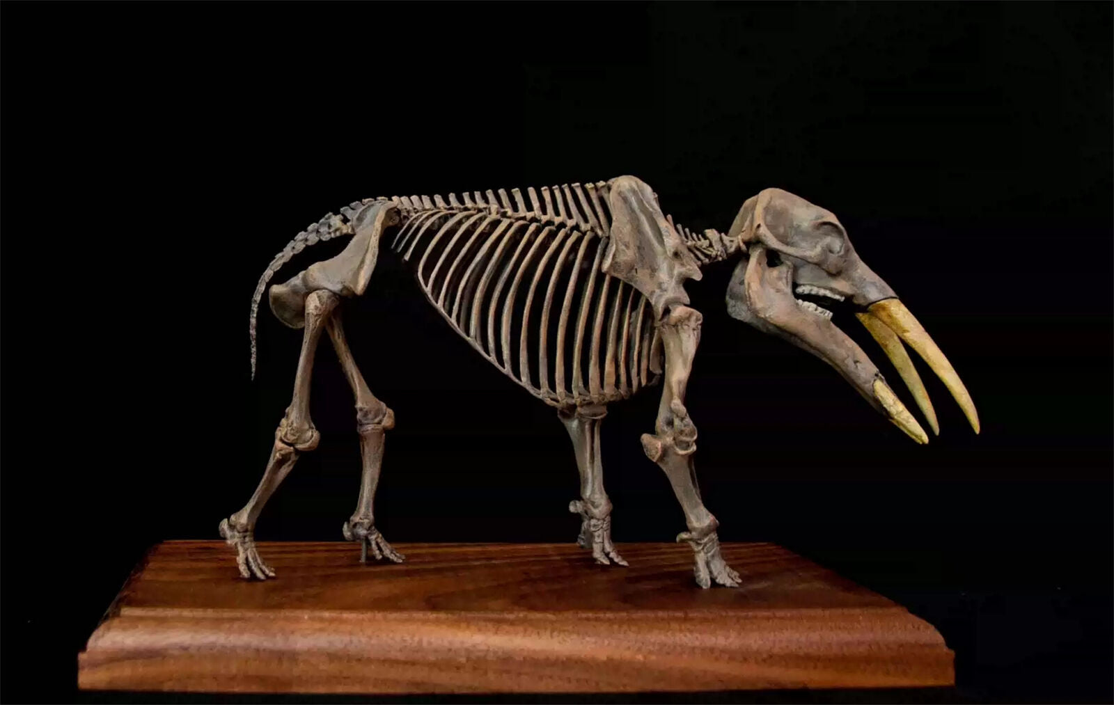 VWUVWU 1/20 Gomphotherium Skeleton Model