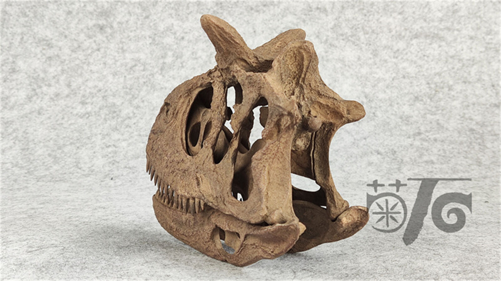 1/4 Carnotaurus Skull Skeleton Model