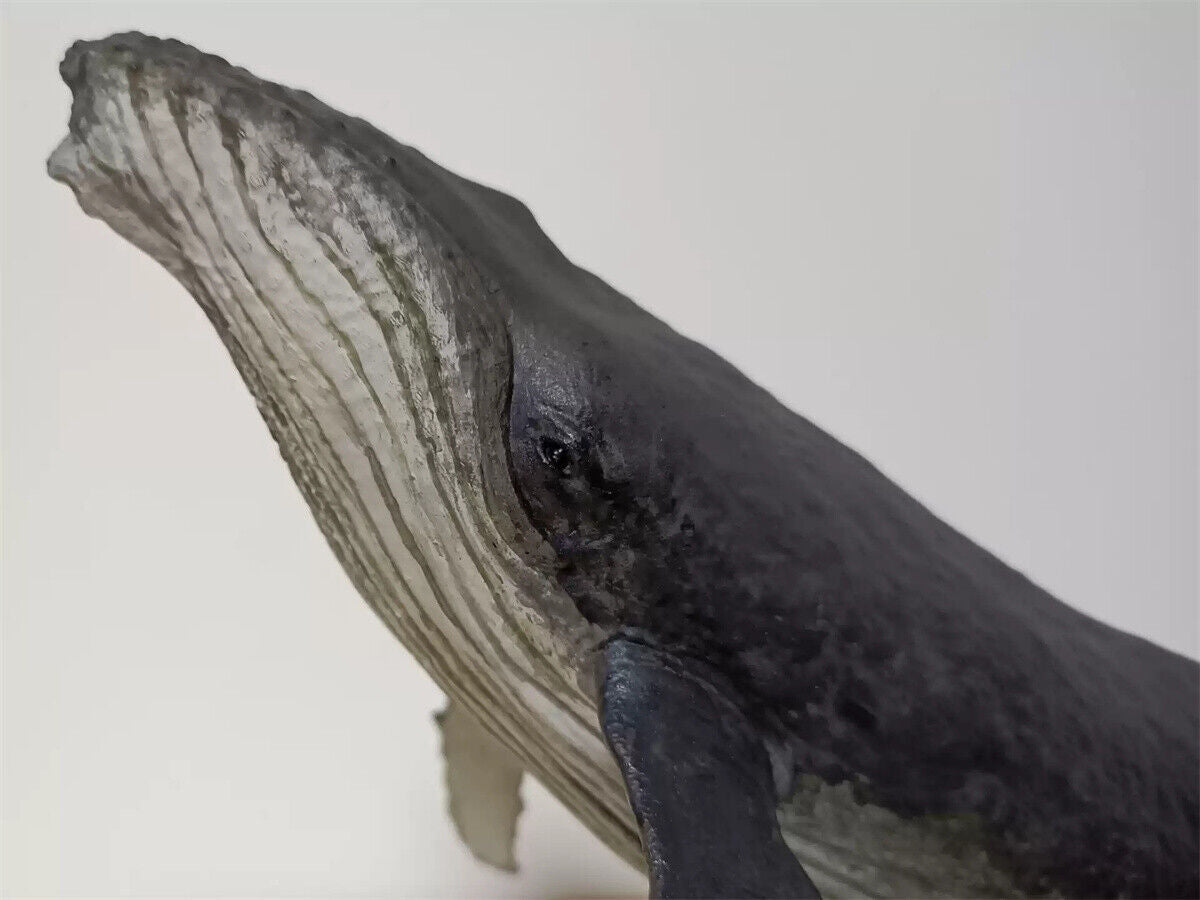Xifu Studio 1/35 Humpback Whale Model