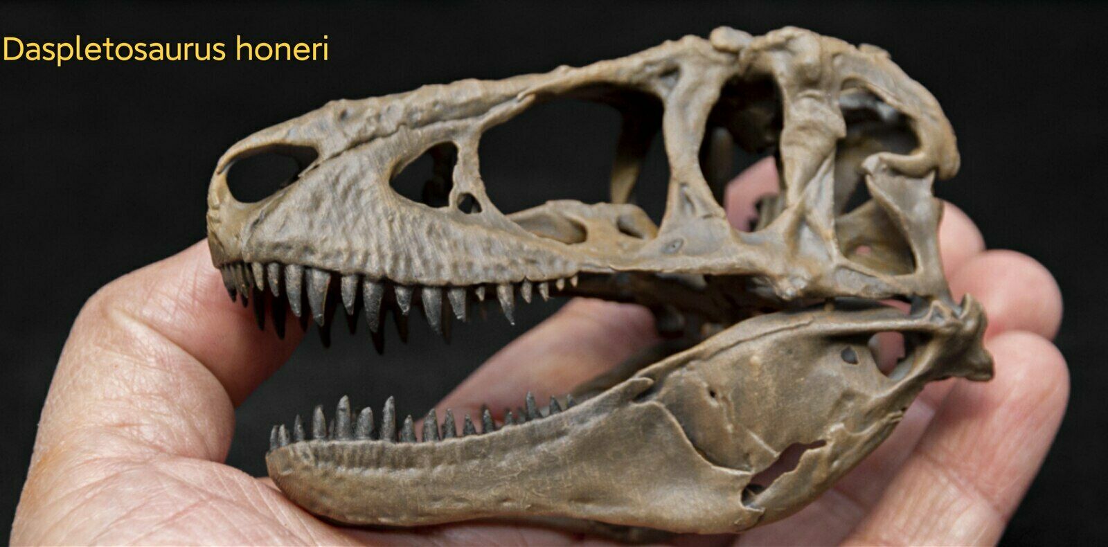 Tyrannosaurus Skull Model